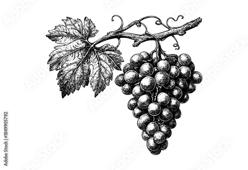 A detailed black and white etching illustration depicts a cluster of grapes hanging from a vine with a textured leaf and coiled tendrils, evoking a classic or vintage feel.