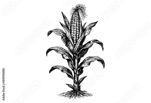Detailed black and white line art illustration of a mature corn plant, showcasing its stalk, leaves, cob, and root system against a clean white background.