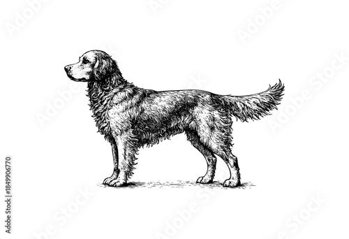 A detailed black and white pen and ink illustration of a Golden Retriever dog standing sideways against a white background, showing its shaggy fur and alert expression.