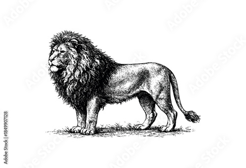 A detailed black and white illustration of a lion standing regally on grass, rendered in a classic engraved style with intricate linework and shading.