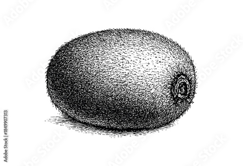 A detailed black and white ink drawing of a single kiwi fruit isolated on a clean white background, showcasing its textured skin and fuzzy exterior.