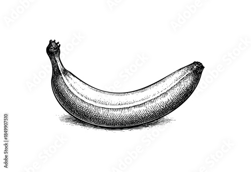 A meticulously hand-drawn sketch of a ripe banana against a stark white background, rendered in a classic black and white engraving style, evoking a vintage feel.