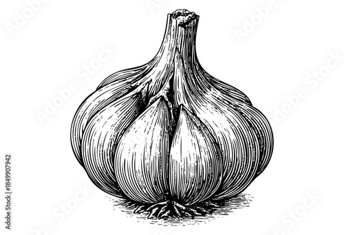 A detailed black and white illustration of a whole garlic bulb with visible cloves, rendered in a vintage engraving style against a clean white background.