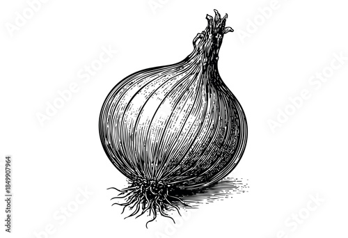 A detailed black and white engraving of a single onion, rendered with fine lines and hatching, set against a clean white background.