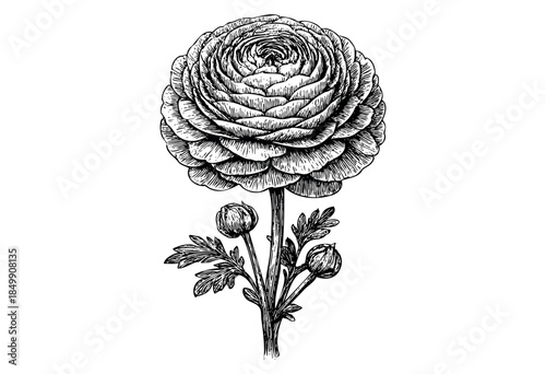 Detailed black and white sketch of a fully bloomed ranunculus flower with two buds and leaves on a white background, evoking a vintage botanical illustration style.