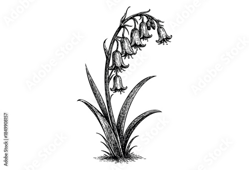 A detailed black and white engraving depicts a single bluebell plant with a stem, leaves, and bell-shaped flowers, suitable for vintage botanical designs or educational materials.