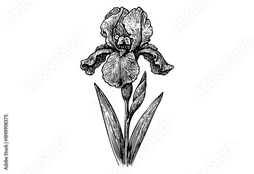 A detailed black and white illustration of an iris flower with buds and leaves, rendered in a classic sketchy style on a white background.