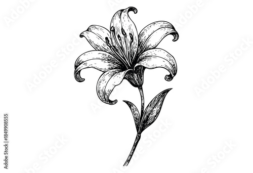 A detailed black and white illustration of a single lily flower, featuring a stem, leaves, and intricate petal textures, evoking a classic and elegant feel.