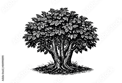 A detailed, high-contrast black and white illustration of a mature tree with lush foliage and gnarled roots, perfect for graphic design and editorial use.