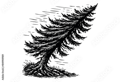 A striking black and white illustration depicts a solitary pine tree dramatically bent by strong winds, showcasing its resilience and dynamic natural forces.