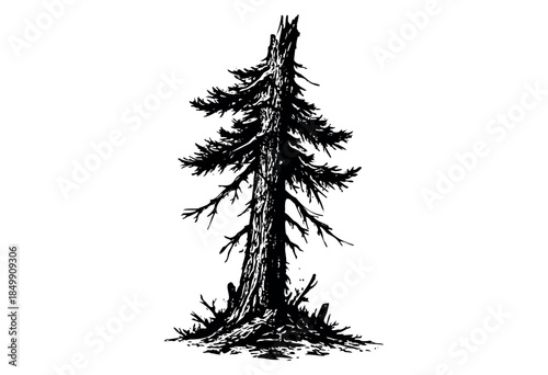 A detailed black ink silhouette of a tall, slender pine tree stands isolated against a stark white background, conveying a sense of nature and solitude.