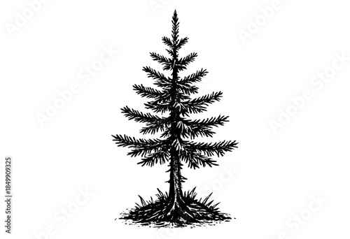A striking black silhouette of an evergreen tree stands tall against a clean white background, perfect for design projects seeking a natural or woodland aesthetic.