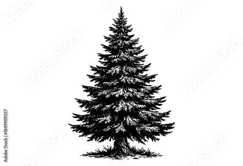 Detailed ink drawing of a tall, dense evergreen tree rendered in black silhouette against a stark white background, ideal for graphic design and illustration projects.