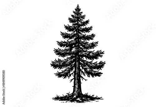 A stylized black ink drawing of a tall, slender pine tree with detailed needles and trunk, isolated on a clean white background, perfect for graphic design and nature themes.