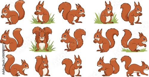 Large set of cute brown squirrel characters in various poses eating nuts standing and sitting for autumn nature wildlife and children book illustration.