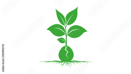 Green Seedling with Leaves and Roots.