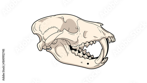 Detailed illustration of a carnivore skull showcasing prominent teeth and bone structure for anatomical study.
