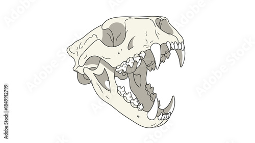 Detailed illustration of a feline skull with open jaws displaying sharp teeth, showcasing anatomical structure and predatory features.
