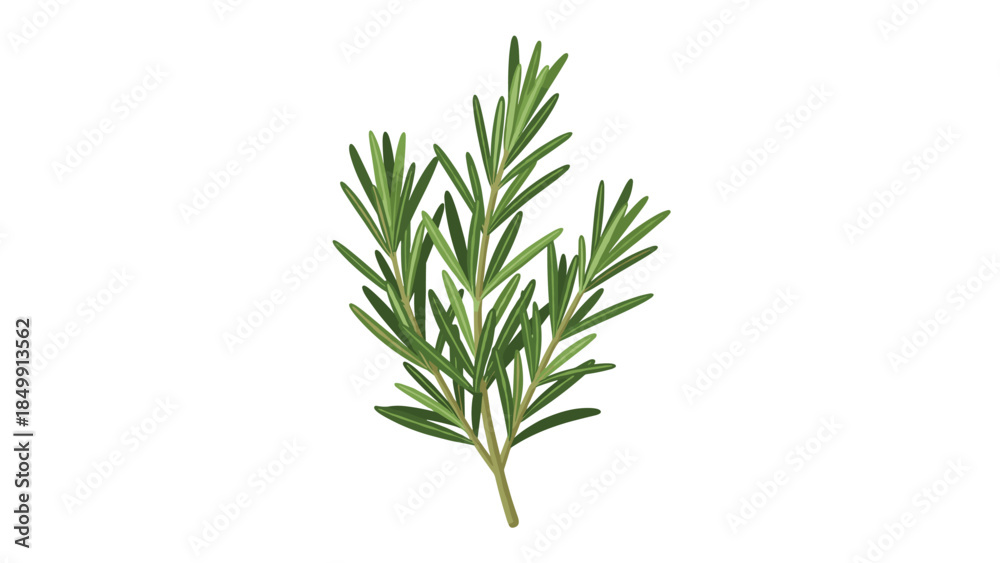 Fototapeta premium Fresh rosemary sprig isolated on a white background showcases its needle-like leaves and aromatic qualities for culinary and medicinal uses.