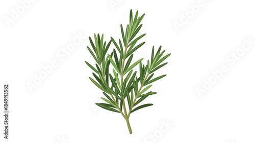 Fresh rosemary sprig isolated on a white background showcases its needle-like leaves and aromatic qualities for culinary and medicinal uses.