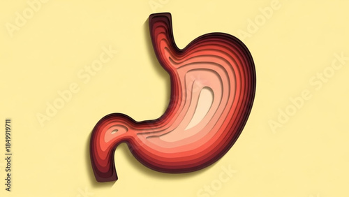 Stomach Structure, Educational Graphic, Anatomy, Medical Environment, Conceptual Viewpoint