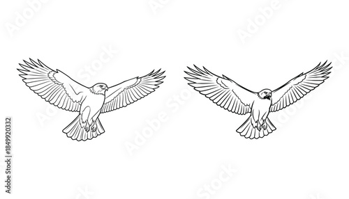 Two birds in flight with wings spread wide symmetrical illustration