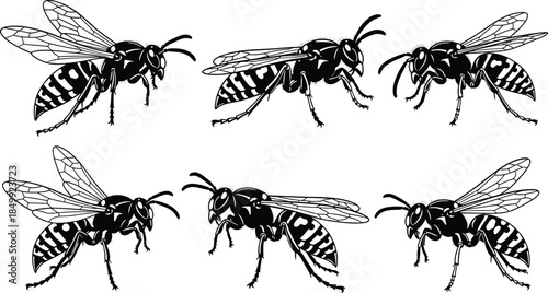 Wasp silhouette vector, insect anatomy, black and white, entomology illustration, flying insect, CAD drawing flat vector illustration, species detail, nature icon