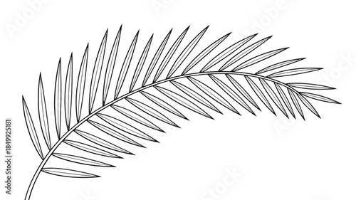 Detailed illustration of a single palm leaf showcasing its delicate structure