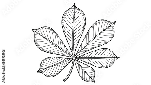 Detailed sketch of a horse chestnut leaf with visible veins and outline