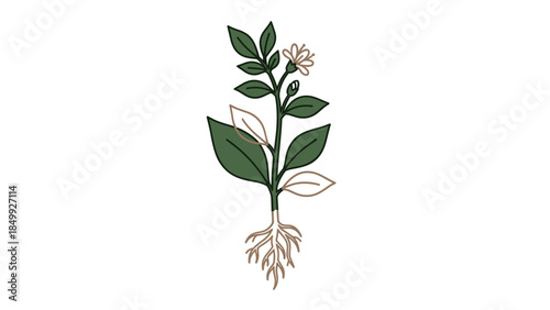 Illustration of a flowering plant with roots.