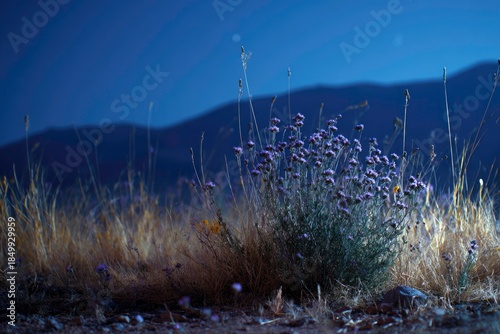 Nighttime Blossoms in a Desert Landscape
