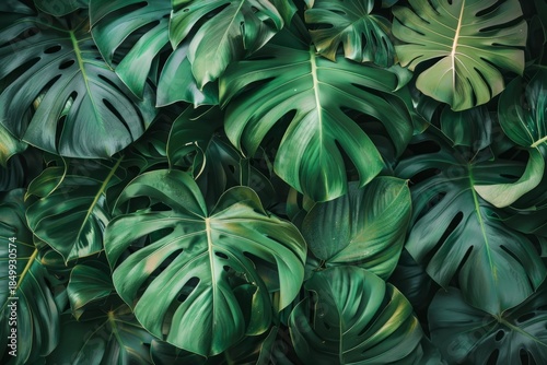 Tropical green leaves nature background forming dense foliage texture