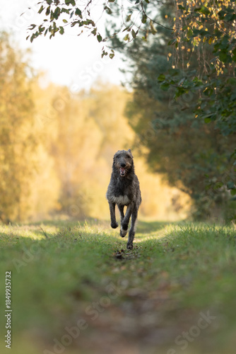 An Irish Wolfhound runs toward the camera on a grassy path. The dog is in motion, and there are trees with fall foliage on either side of the path in a forest