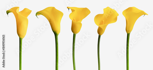 Photos Collection yellow calla lily flower isolated clipping path on a white background