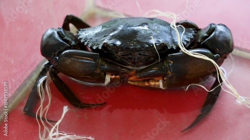 close up of live mud crab prepared for seafood cooking