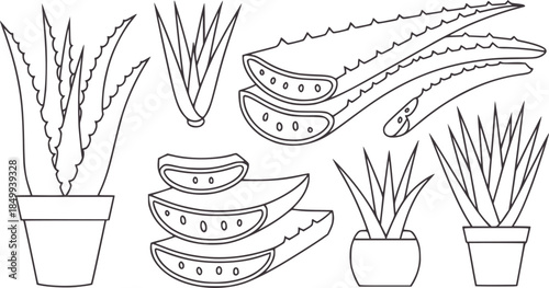Aloe vera plants and sliced leaves in black and white line