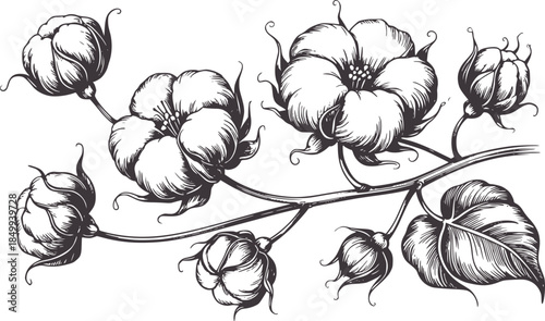 Black and white detailed cotton plant flowers and buds line