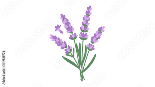 Lavender Flowers with Green Leaves.