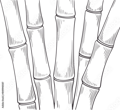 Closeup bamboo stalks line with segmented joints segments