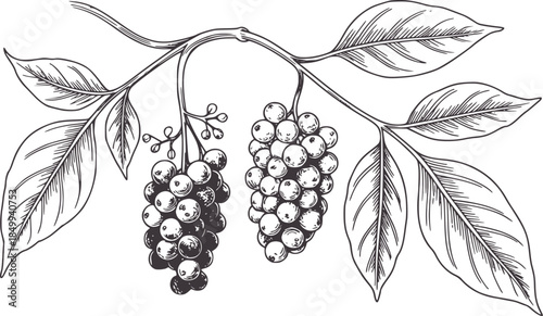 Cluster of elderberries a branch with leaves line