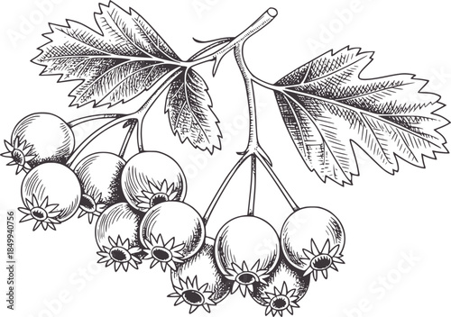 Cluster of blackberries with leaves line leaf