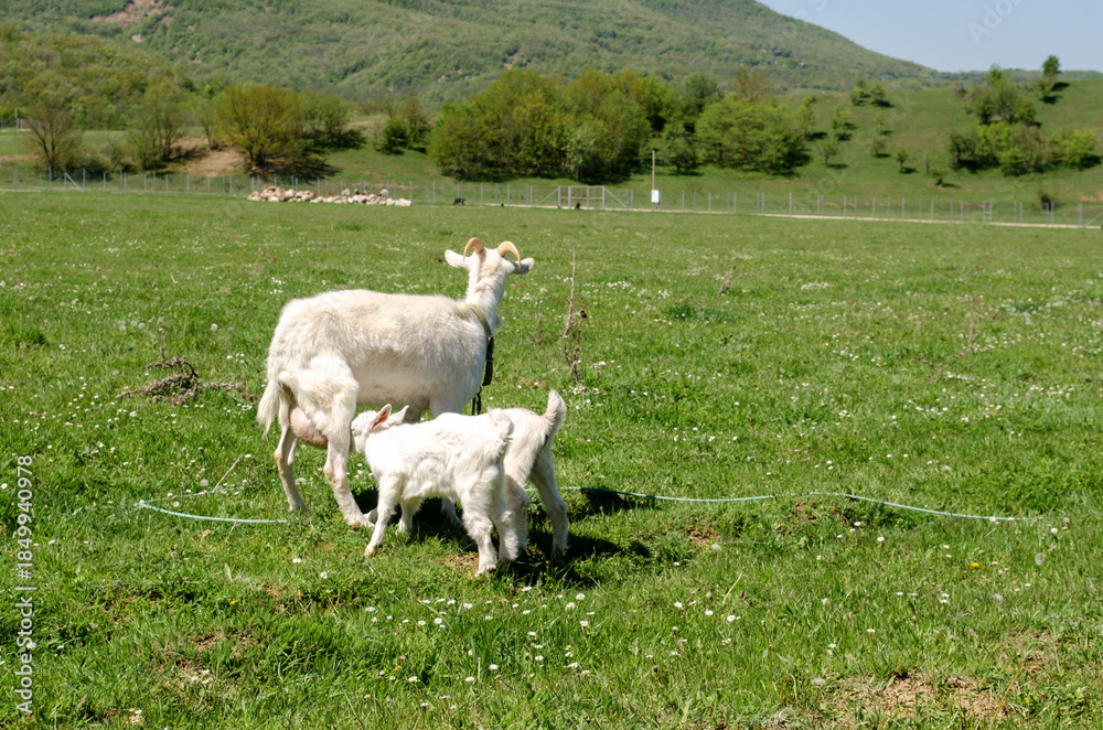 Obraz premium Baby Goats Sucking Milk from its Mother's Breast. The Goat Mom feeds her Kids. Natural Feeding of a Small Goat. Traditional Farming. Rural Life. Countryside.