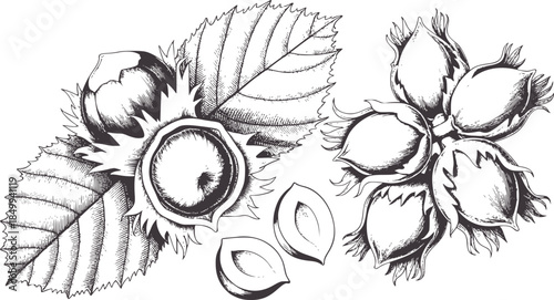 Detailed black and white line of hazelnut growth stages