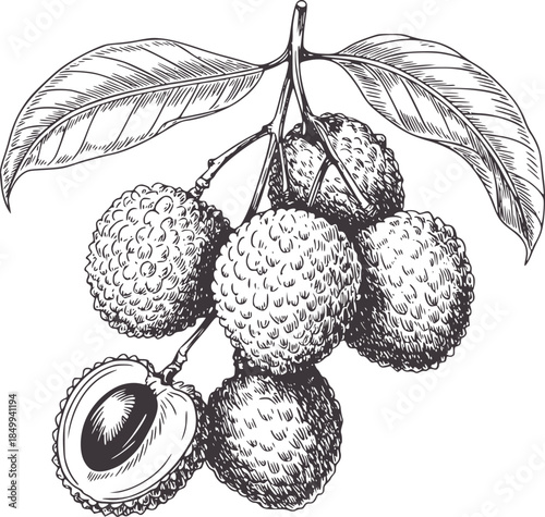 Detailed black and white line of lychee fruits