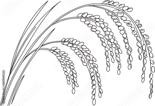 Detailed black and white line of rice plant with grains