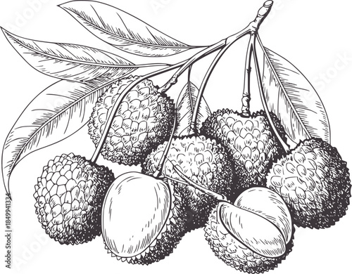 Detailed black and white line of lychee fruits with leaves