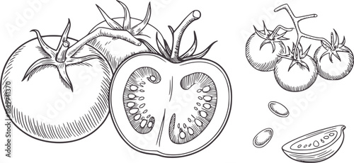 Detailed black and white line of tomatoes with cross section and seeds