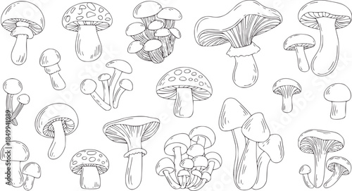 Hand drawn black and white mushroom collection line