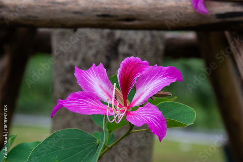 Фотография Photo of pink Bauhinia purpurea flower with orchid-like petals and bilobed leaves, shallow depth of field, outdoor garden scene photographed in Vietnam