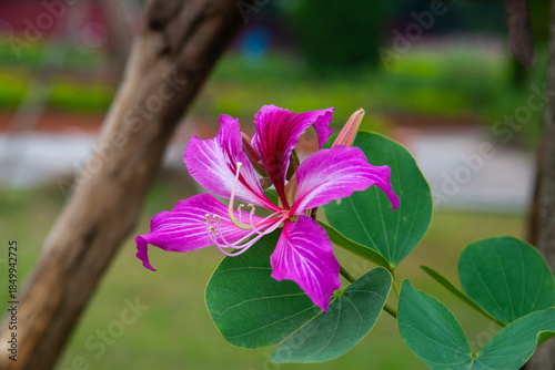 Фотография Photo of pink Bauhinia purpurea flower with orchid-like petals and bilobed leaves, shallow depth of field, outdoor garden scene photographed in Vietnam